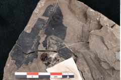 Foto (Detailansicht) von Ficus tenuinervis Ettingshausen (NHMW-GEO-2024-0188-7983)